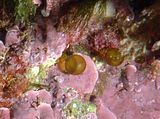 Aspetto della generazione gametofitica (foto S. Guerrieri)